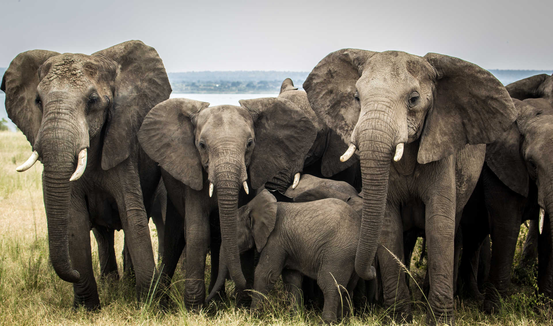 Elephants in Murchison Falls National park, Uganda