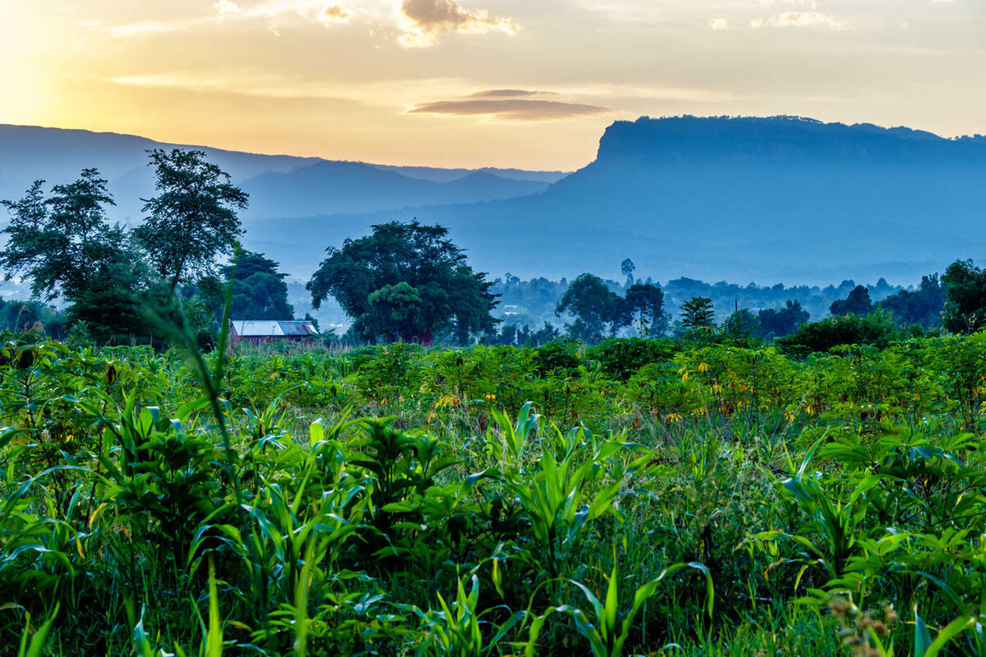 Fields with Mount Elgon in the background