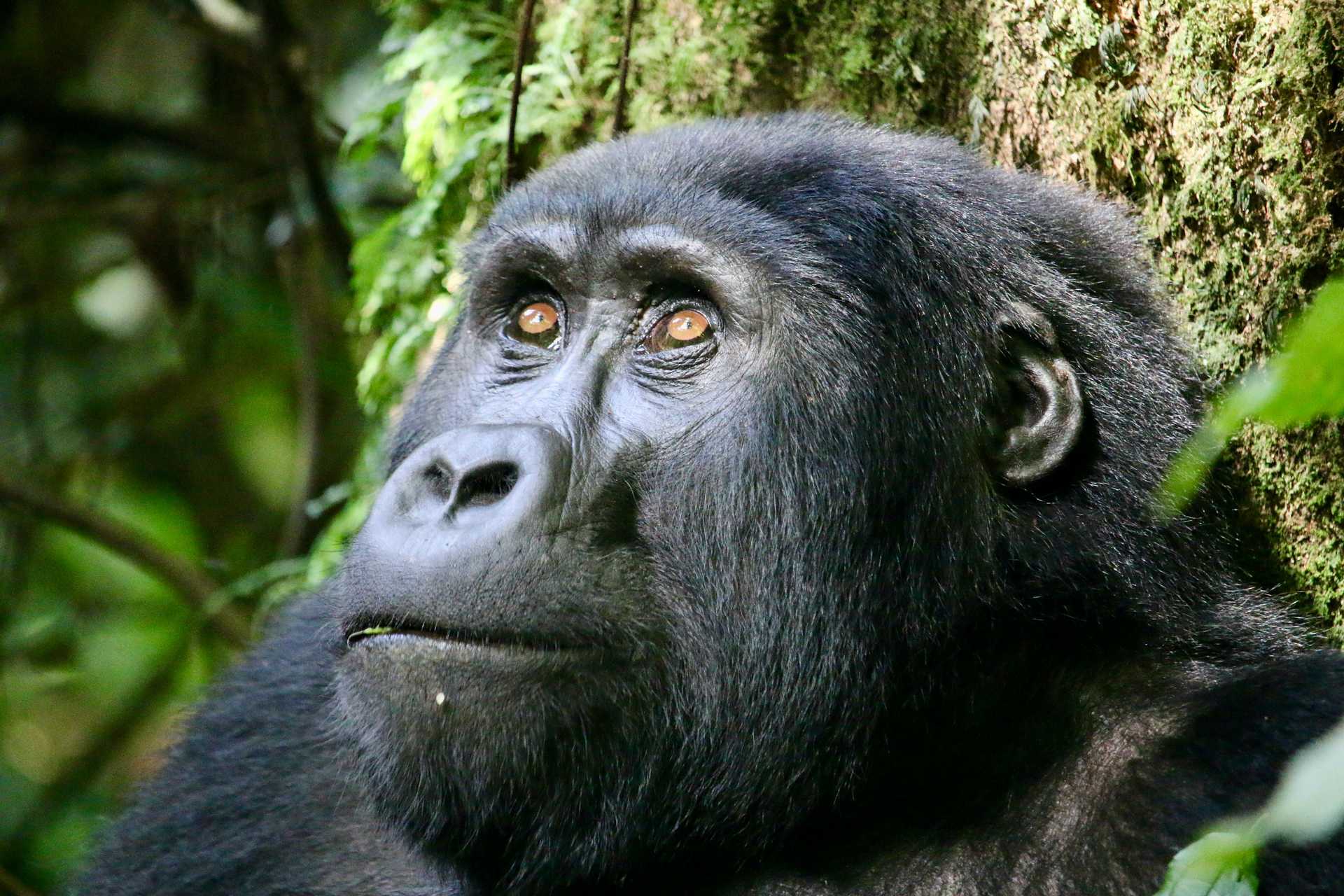 Gorillia in Bwindi Impenetrable National Park, Uganda