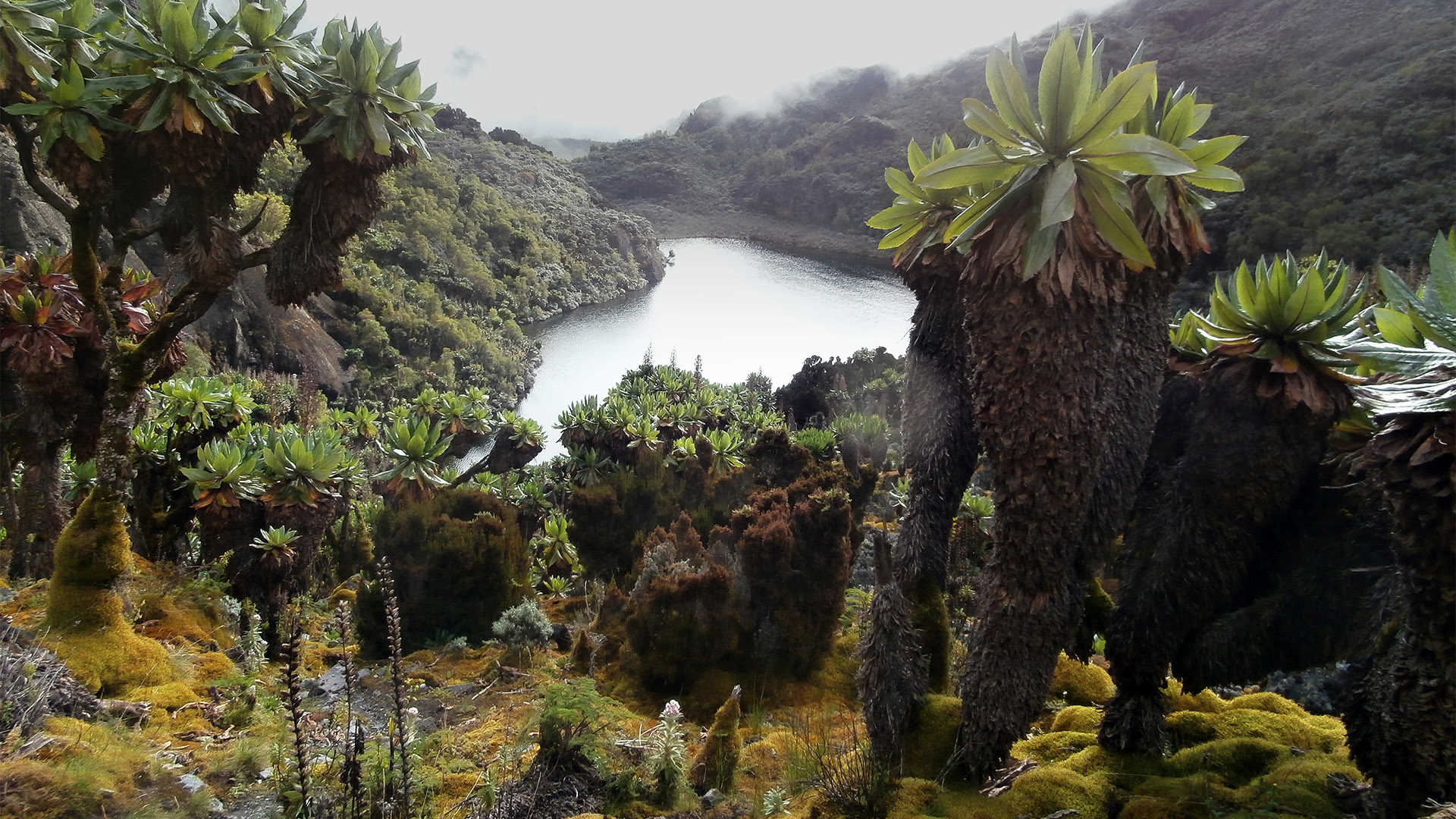 Lake in the Rwenzori Mountains in Uganda