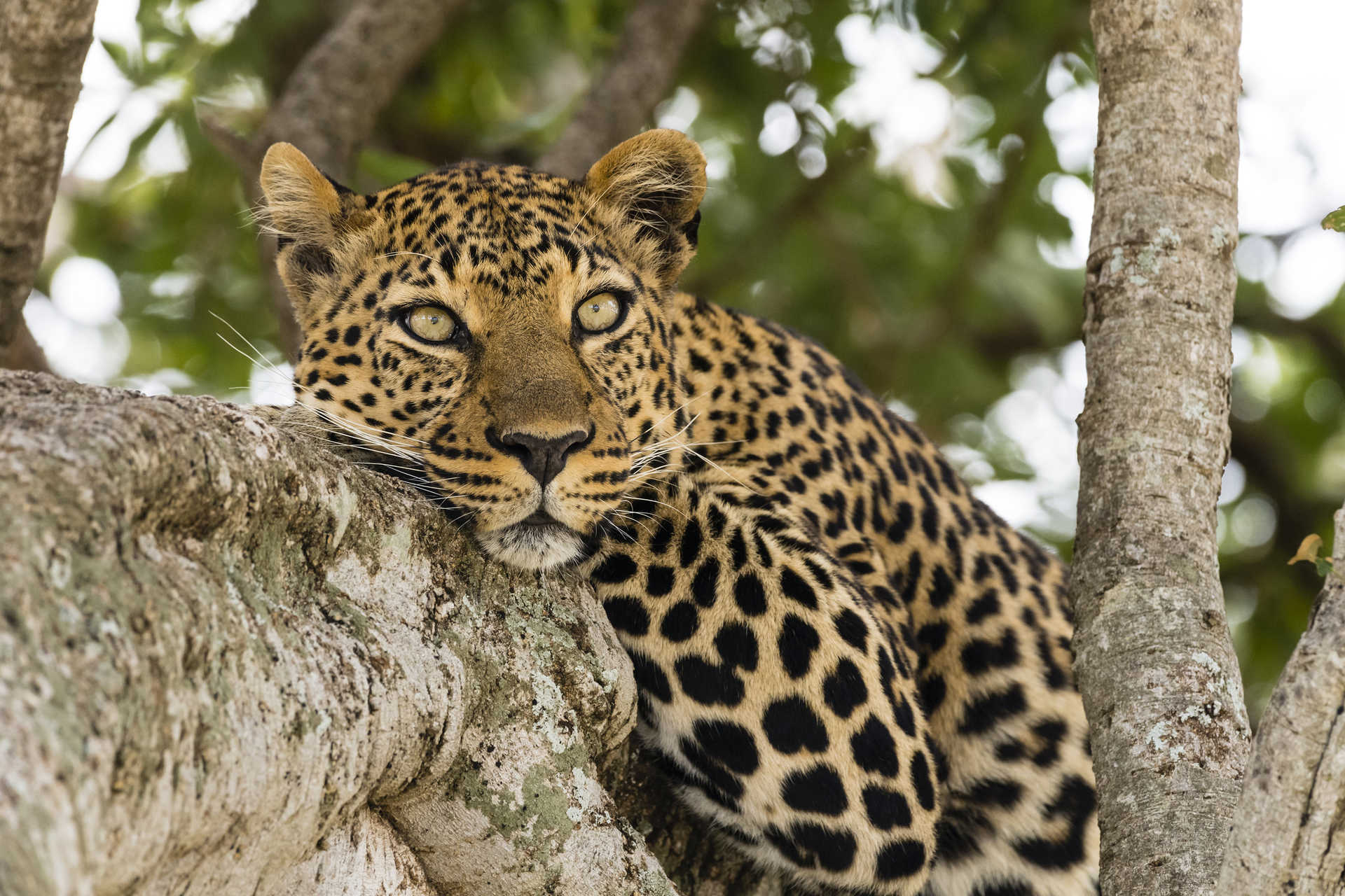 Leopard, Tanzania Safari