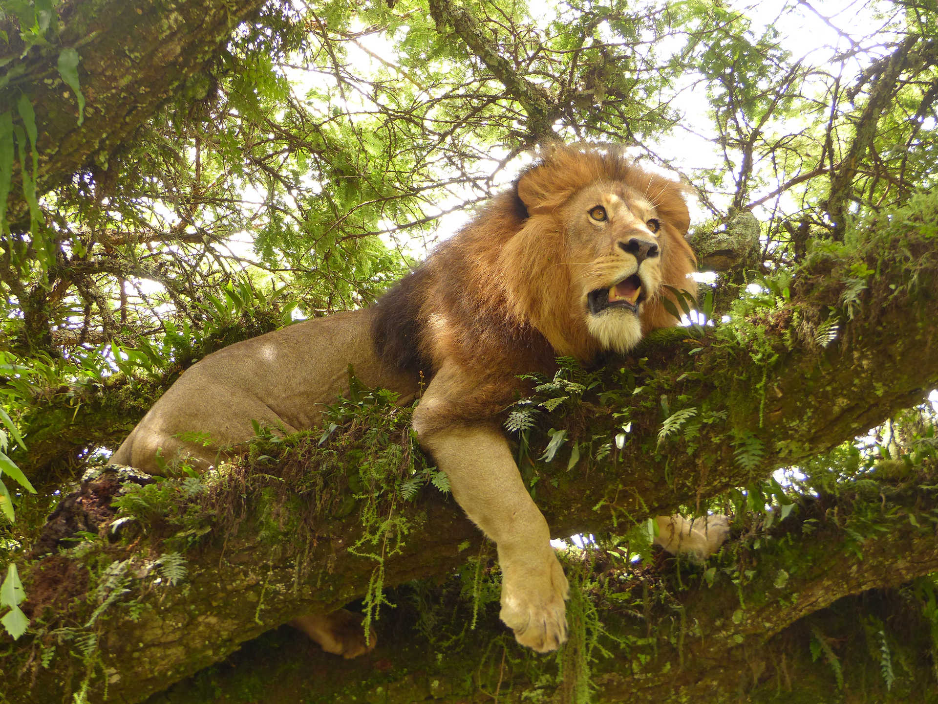 Lion in the Serengeti National Park