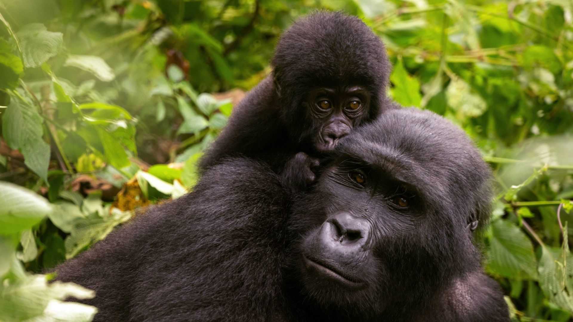 Mother and baby gorilla in Bwindi Impenetrable forest, Uganda