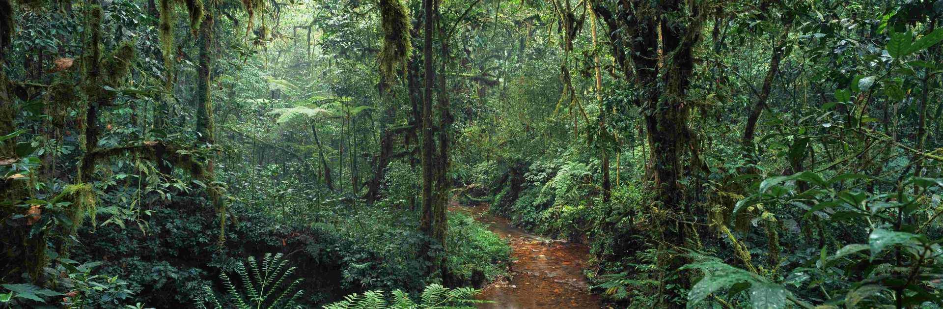 pathways-through-the-rainforest