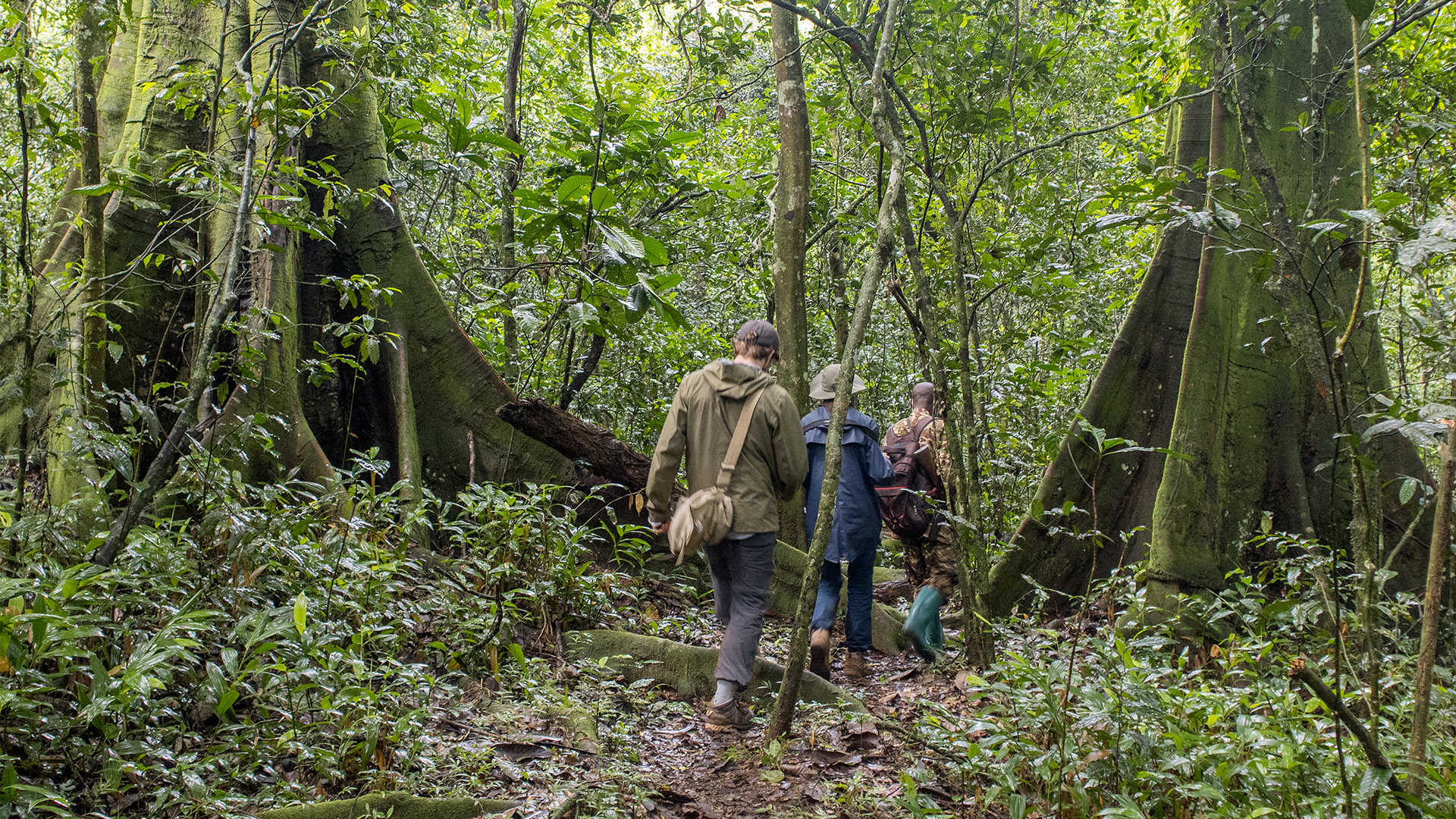 People walking through the rainforest in Uganda