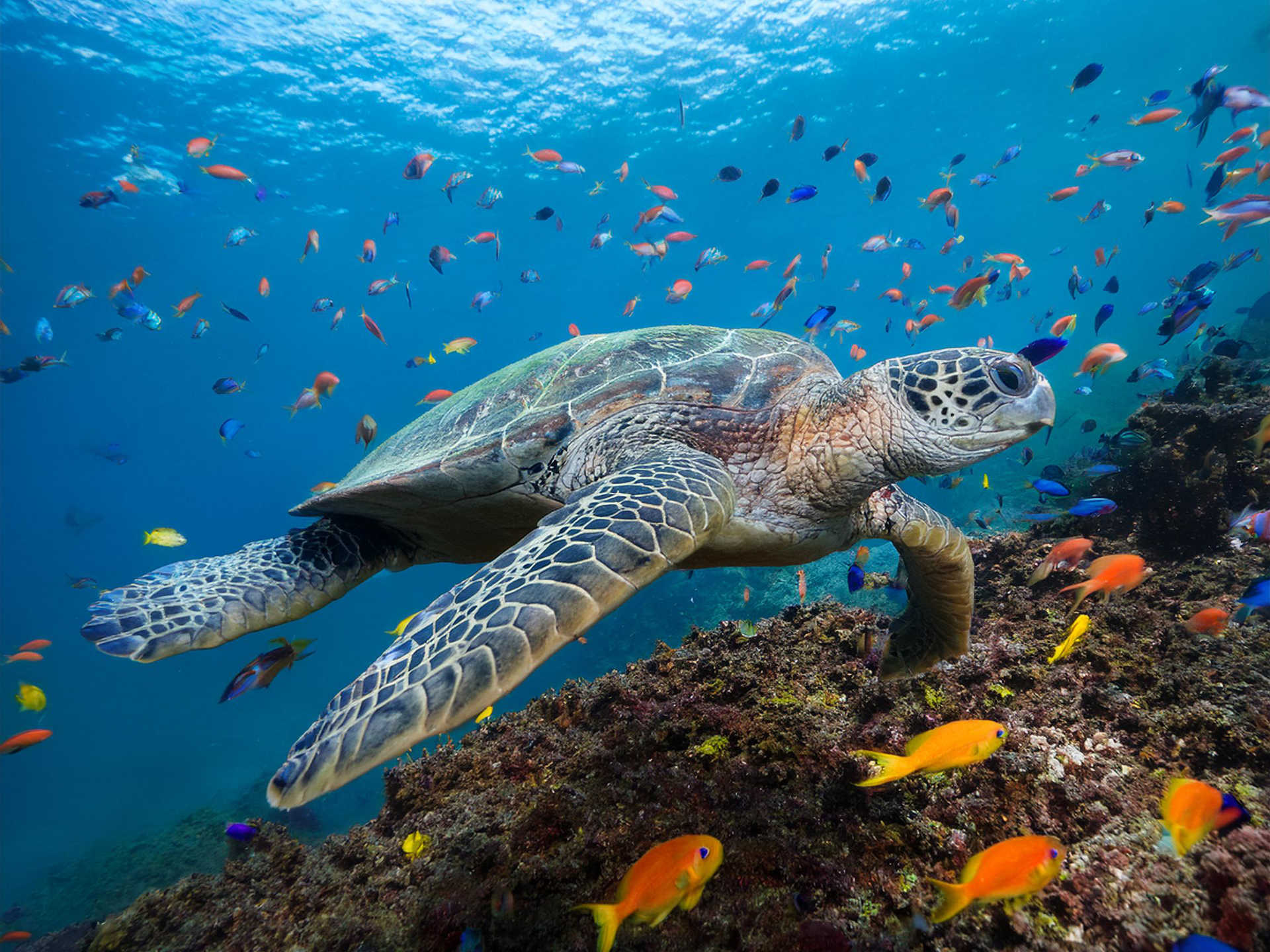 Sea turtle swimming