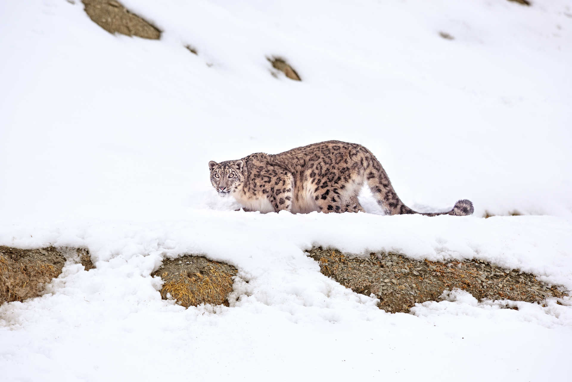 Snow Leopard