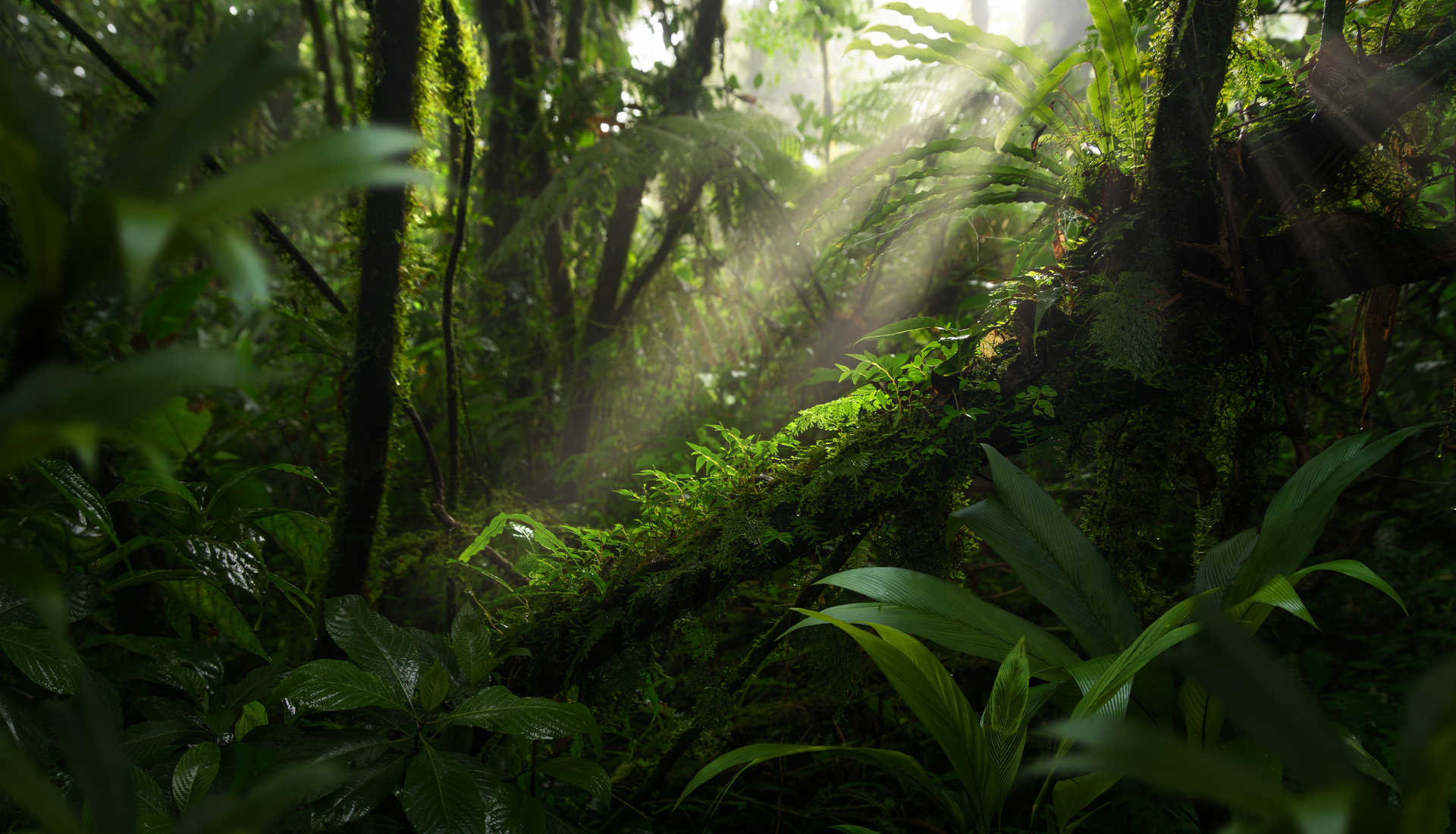The Amazon Rainforest