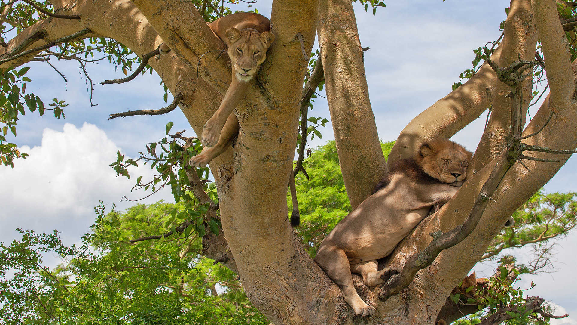 Tree climbing lions in Ishasha, Queen Elizabeth National Park, Uganda