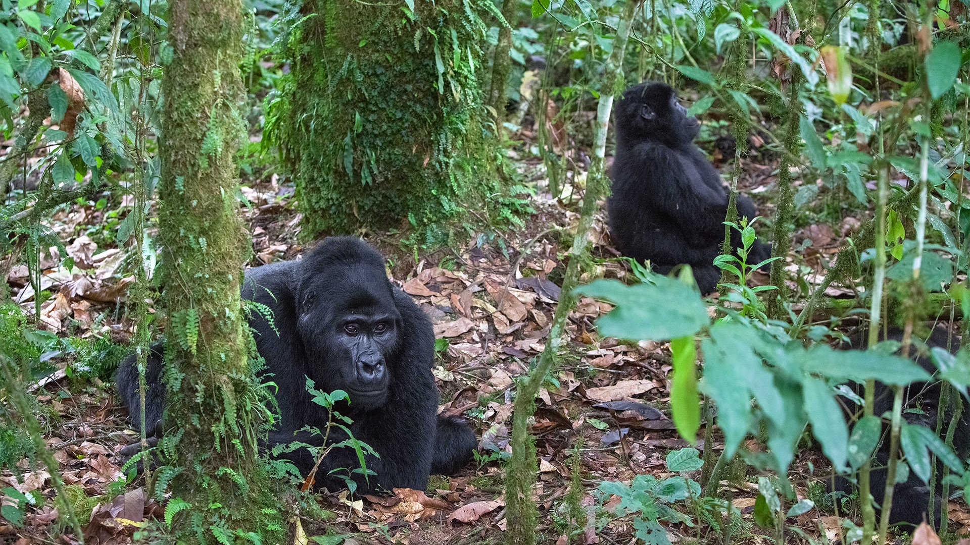 Trekking gorillas in Uganda