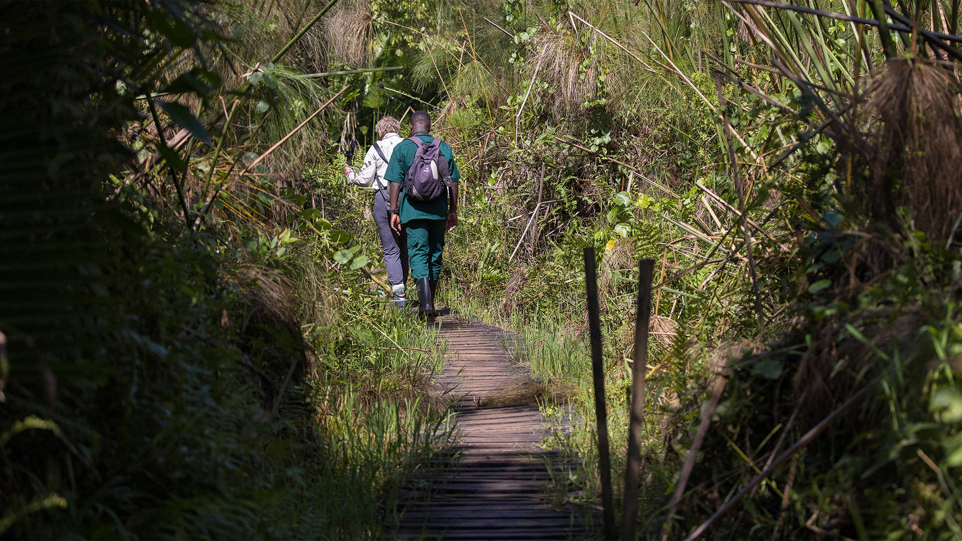 Two people walking through rainforest along boardwalk - trekking gorillas in Uganda