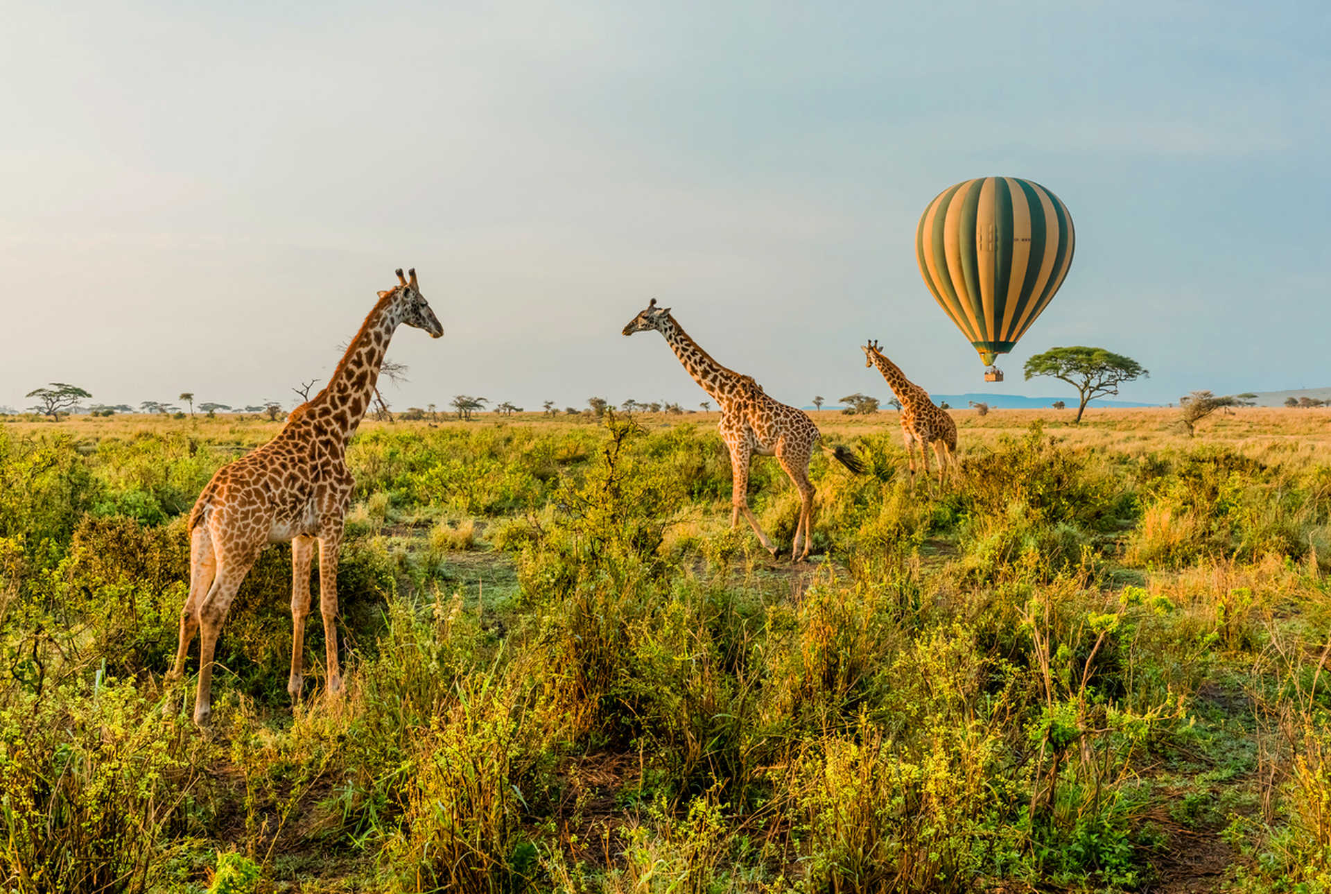 Ultimate Tanzania Safari