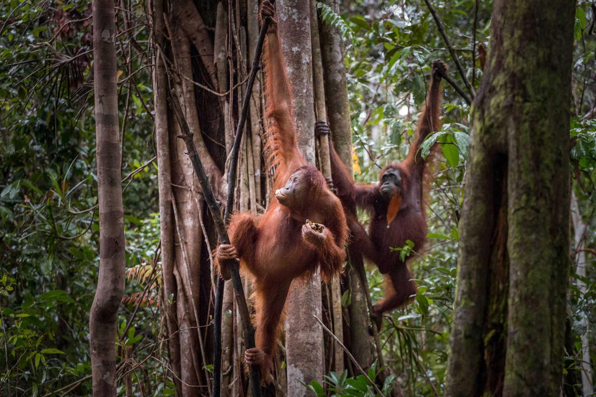 wild orangutans