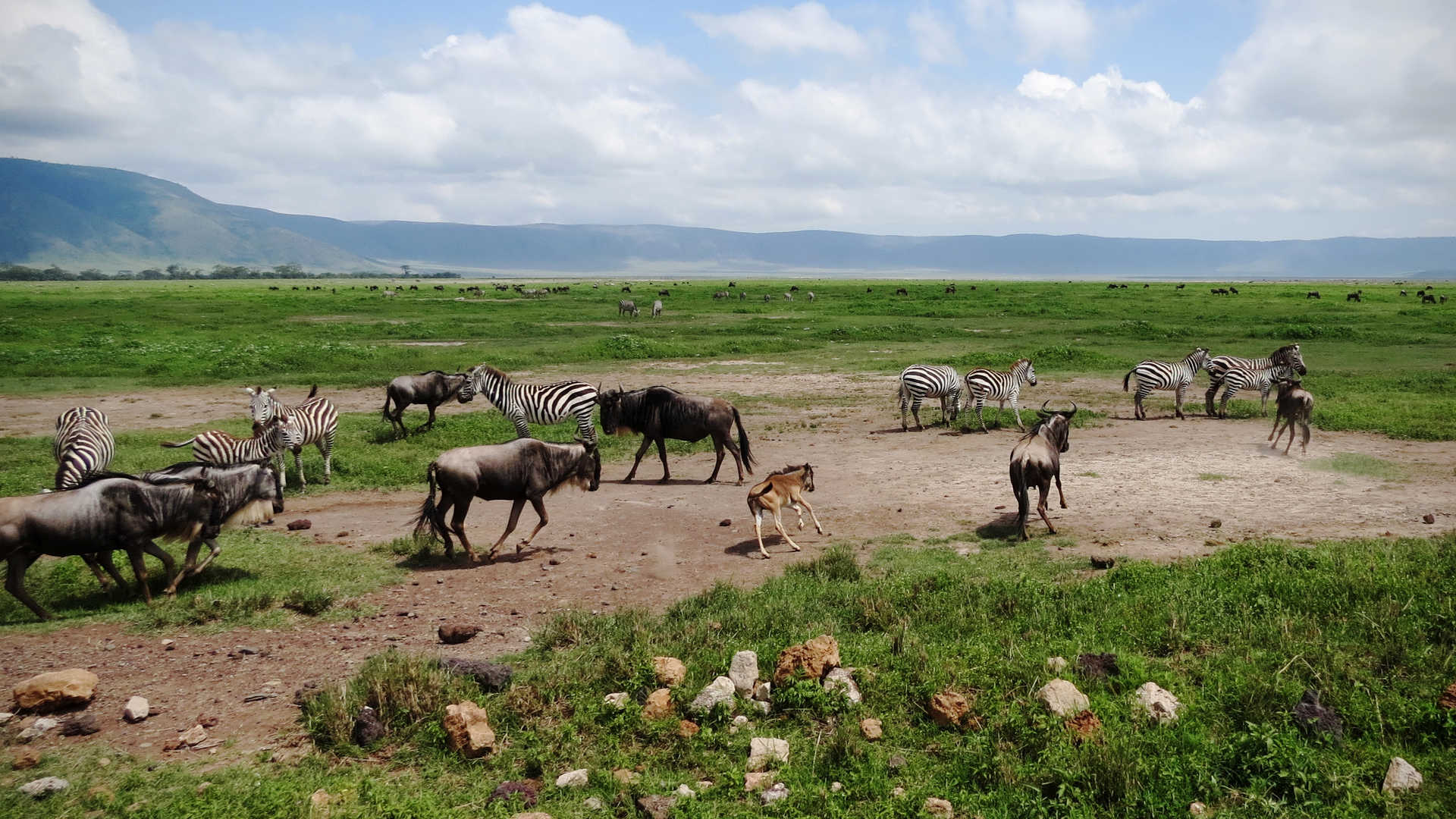 Wildlife in Ngorongoro crater
