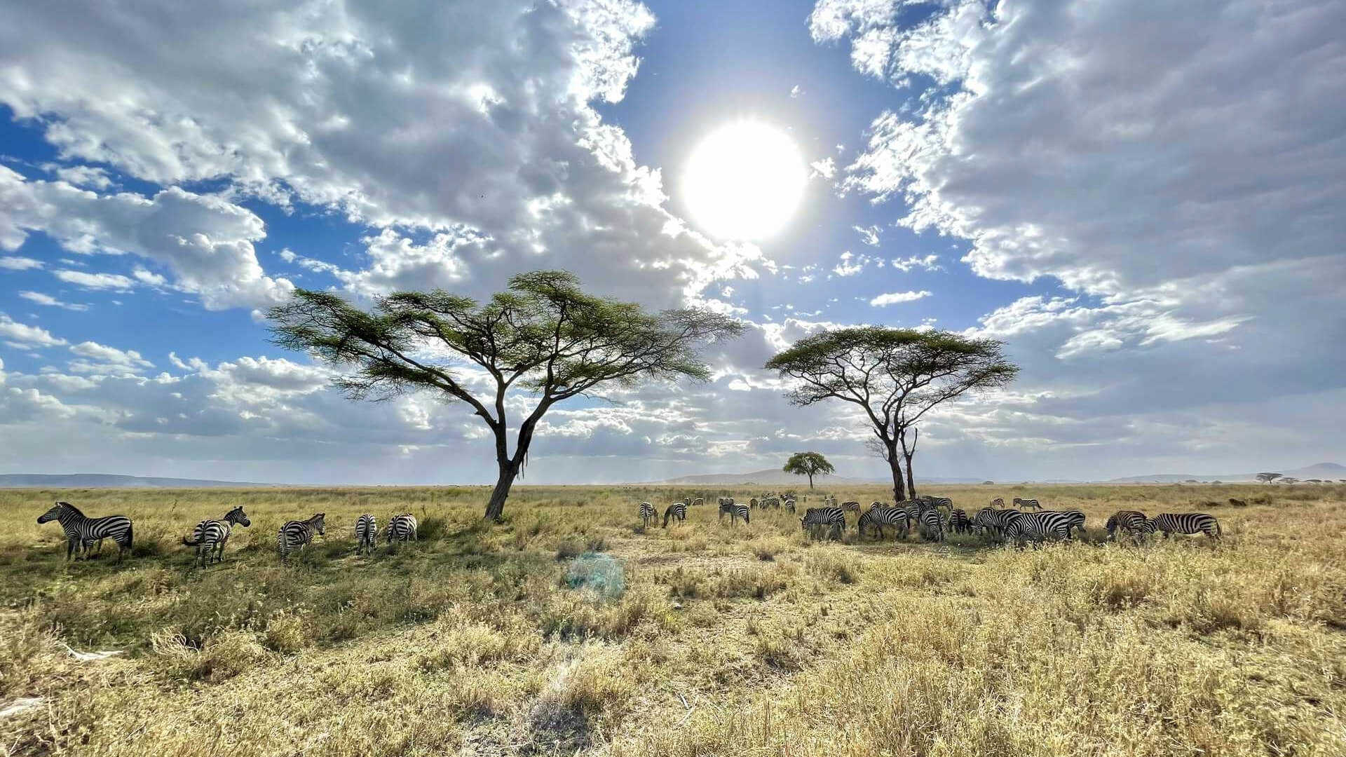 Zebras in the Serengeti