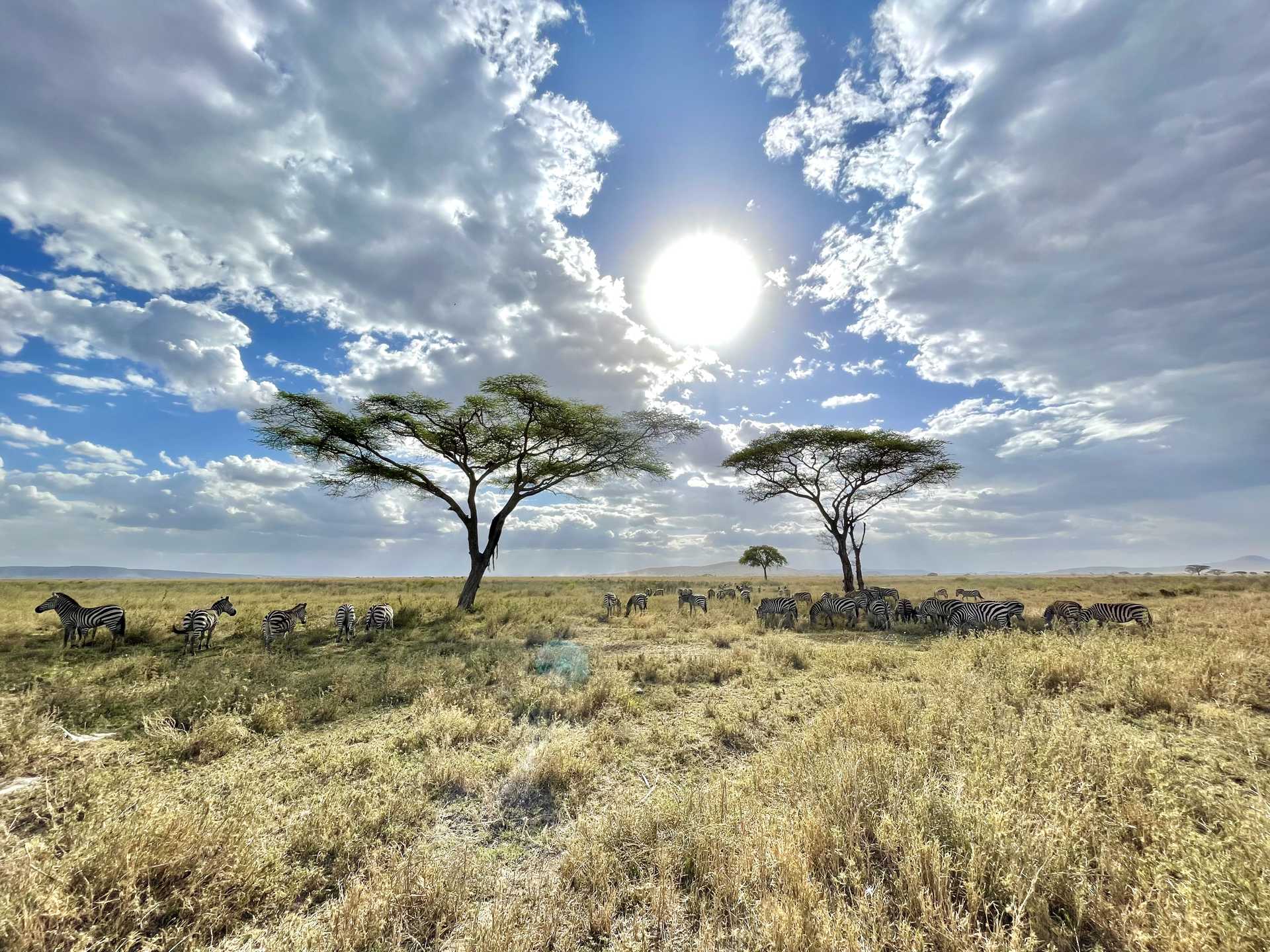 zebras-on-safari-in-serengeti