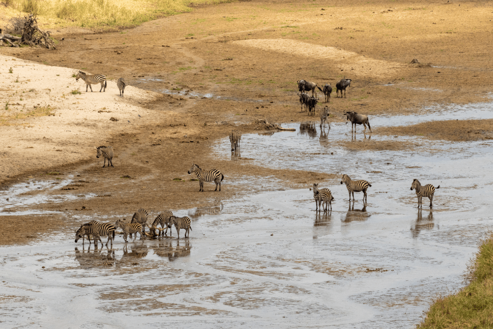 Zebras standing in shallow, muddy river