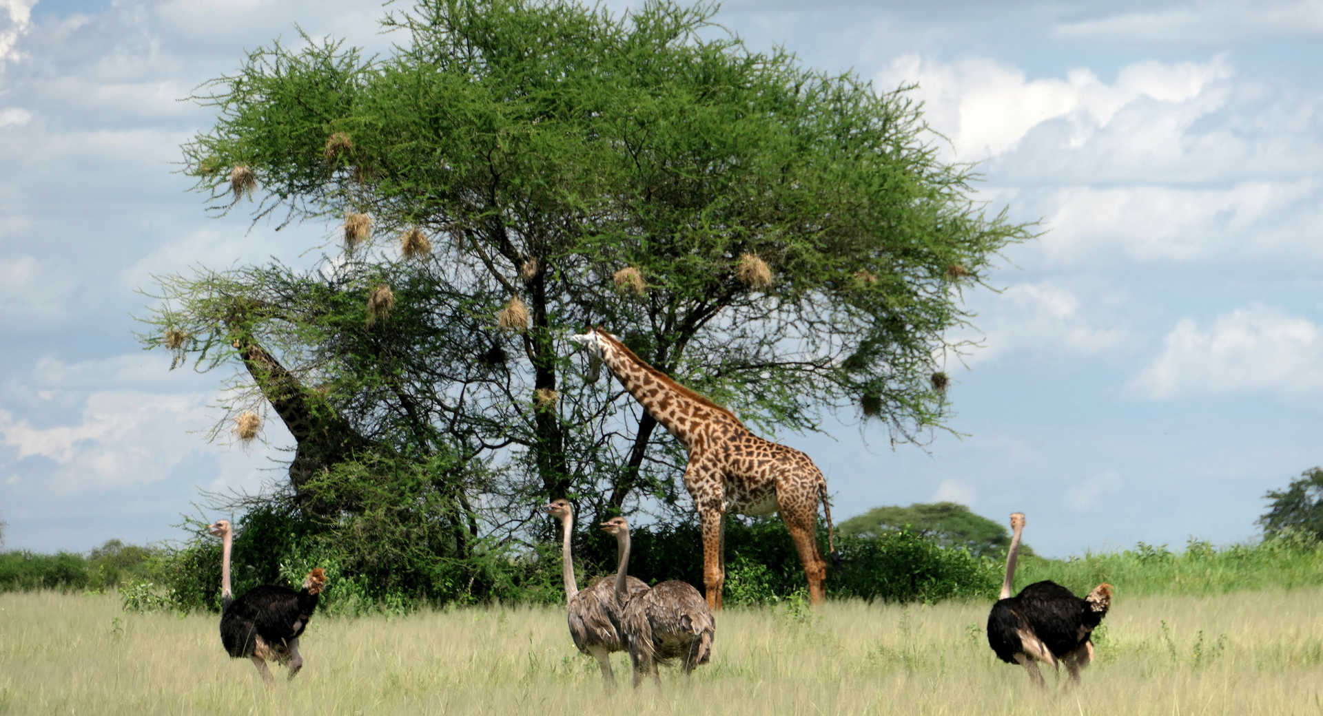 When to go on Safari in Tanzania | Kandoo Adventures