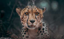 Wild cheetah in Tanzania