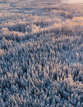 aerial-shot-of-the-taiga-forest