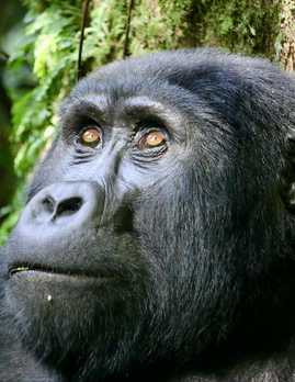 Gorillia in Bwindi Impenetrable National Park, Uganda