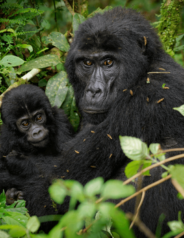 Mother and young grauer gorillas resting together in forest