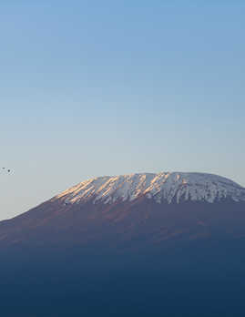 Mt Kilimanjaro at sunrise with flock of birds
