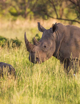 Rhino, Tanzania Safari
