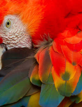 the-beautiful-colours-of-a-macaw
