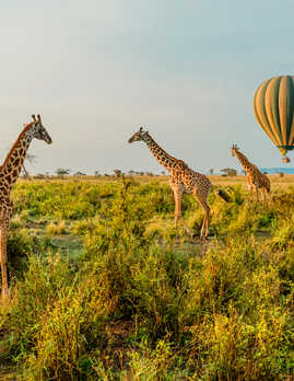 Ultimate Tanzania Safari