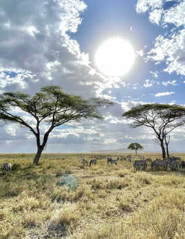 Zebras in the Serengeti