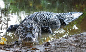 Black caiman, Guyana