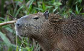 Capybara, Guyana