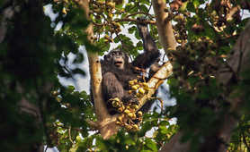 Chimpanzee in a tree in Uganda