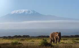 Elephant in front of the Mount Kilimanjaro