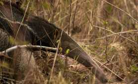 Giant anteater, Guyana