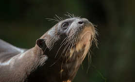 giant-otter-sunbathing