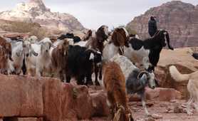 Goats in the lost city of Petra