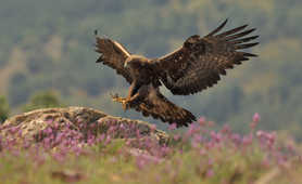 Golden eagle native to Deosai region Pakistan