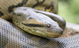 Green anaconda, Guyana