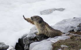 Groundhog in Chamonix region