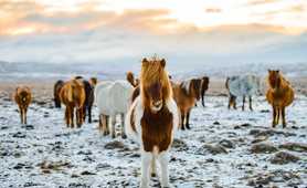 Herd of Icelandic ponies
