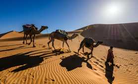 Hiking with camels in the Sahara Desert, Morocco
