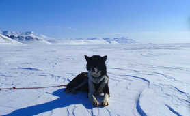 Husky, lying on ice in Svalbard
