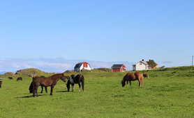 Icelandic Horses in Ramberg in Lofoten islands, Norway
