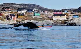 Kayaking with whales in Greenland