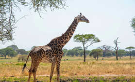 Lemosho Climb and Safari Header