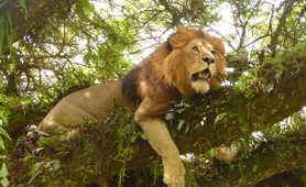 Lion in the Serengeti National Park