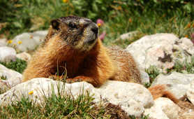 Marmot sunning in the trail