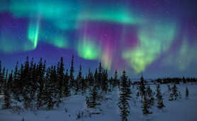 northern-lights-over-the-taiga-forest